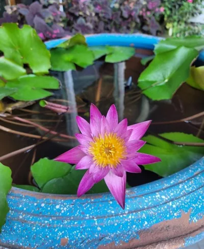 Sunflower Guesthouse – Fotos 16